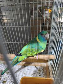 Parrocchetto cloncurry