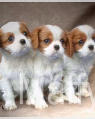 Cuccioli cavalier king Charles