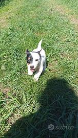 Cuccioli jack russel