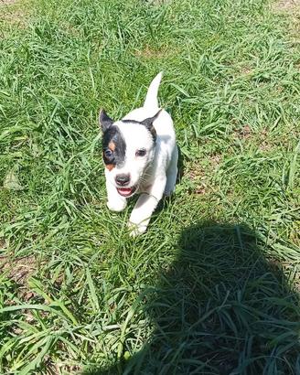 Cuccioli jack russel