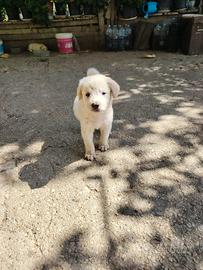 Cucciolo cane femmina