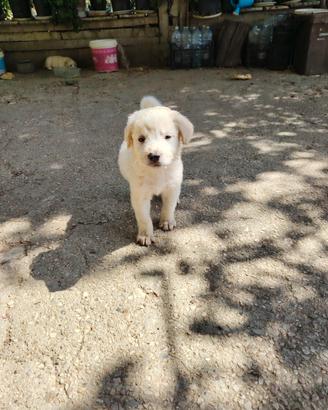 Cucciolo cane femmina
