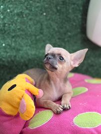 Chihuahua femmina