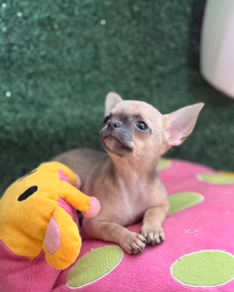Chihuahua femmina