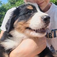 Cuccioli bovaro bernese