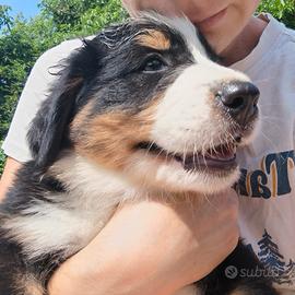 Cuccioli bovaro bernese