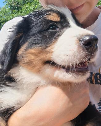 Cuccioli bovaro bernese