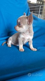 Cichuahua