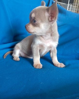 Cichuahua