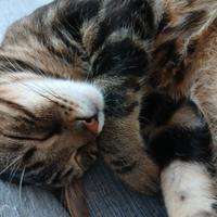 Gatto maschio