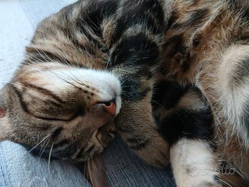 Gatto maschio