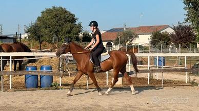 Cavallo per scuola e principianti
