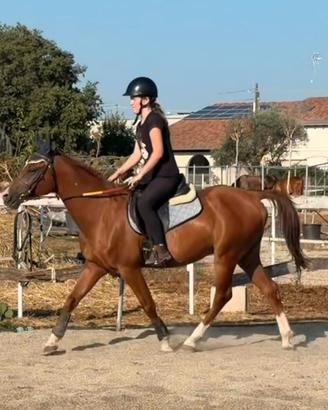 Cavallo per scuola e principianti