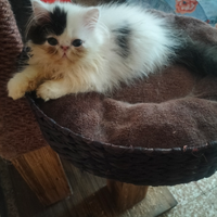 Gatti persiani