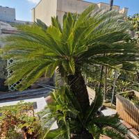 Cycas cicas varie dimensioni