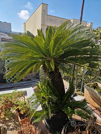 Cycas cicas varie dimensioni