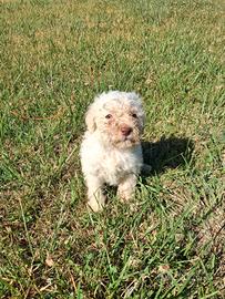 Lagotto