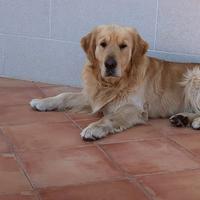 Golden retriever per monta