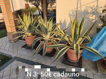 agave più vaso compreso