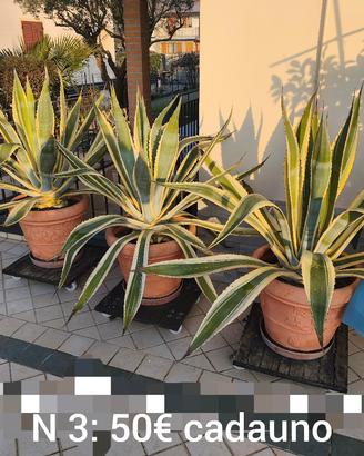 agave più vaso compreso