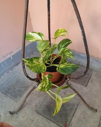 Piante