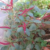 Pianta fiore amaranto