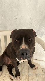 Pitbull terrier
