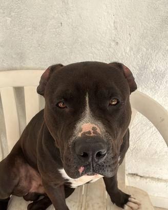 Pitbull terrier