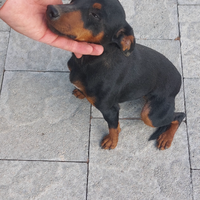 Pinscher nana femmina 14 mesi