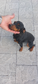 Pinscher nana femmina 14 mesi