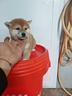 cuccioli-di-shiba-inu