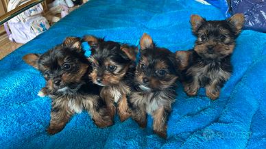 Cuccioli Yorkshire