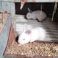 Conigli razza California