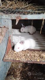 Conigli razza California