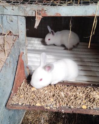 Conigli razza California