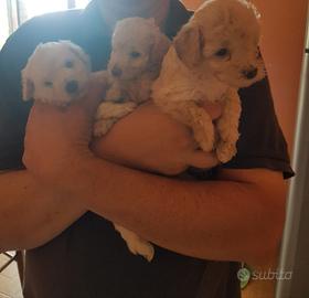 Siamo dolcissimi barboncini Toy