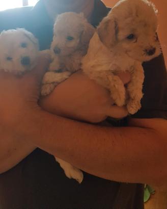 Siamo dolcissimi barboncini Toy