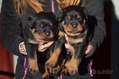 Cuccioli Rottweiler