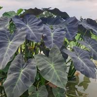 Pianta acquatica Colocasia