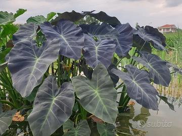 Pianta acquatica Colocasia