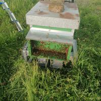 Vendo famiglie di api