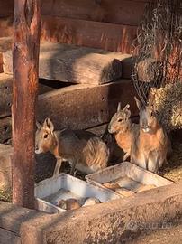 Alpaca , lepri patagonia , daini e nandu