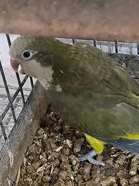 Parrocchetto monaco verde oliva