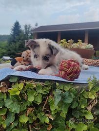 Border Collie cucciolo