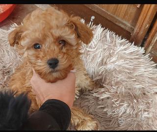 Cucciolata barboncino sia nani e toy mini