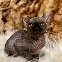Sphynx ELF MASCHIO NERO