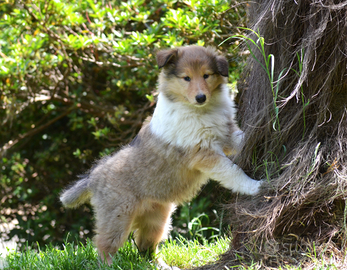 Pastore Scozzese Collie Cuccioli