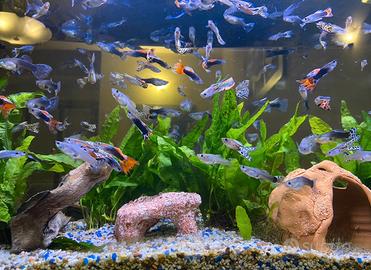 Pesci guppy