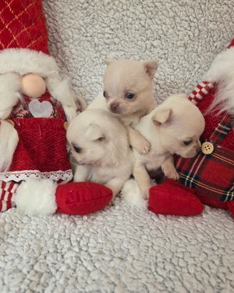 Chihuhuahua