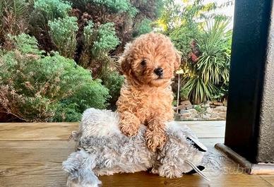 Cuccioli di barboncini mini toy maschi femmine